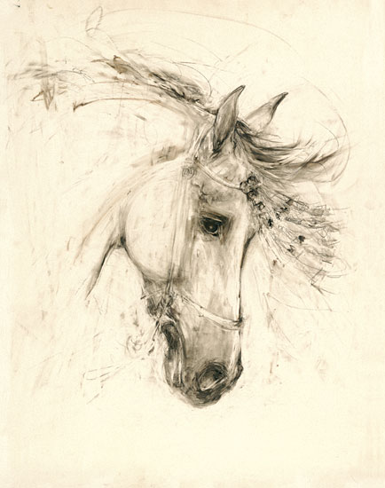 Andalusian Head