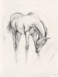 Foal (Portrait)