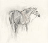 Spanish Carriage Horse - Rear View