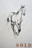 Foal Running