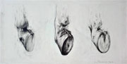 Hooves from the Horses of San Marco