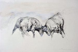 Bulls Fighting