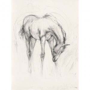 Foal (Portrait)