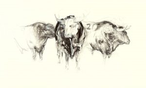 Three Spanish Bulls