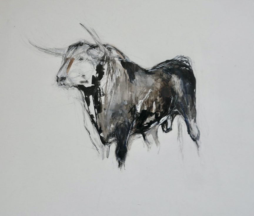 Spanish Bull (small)
